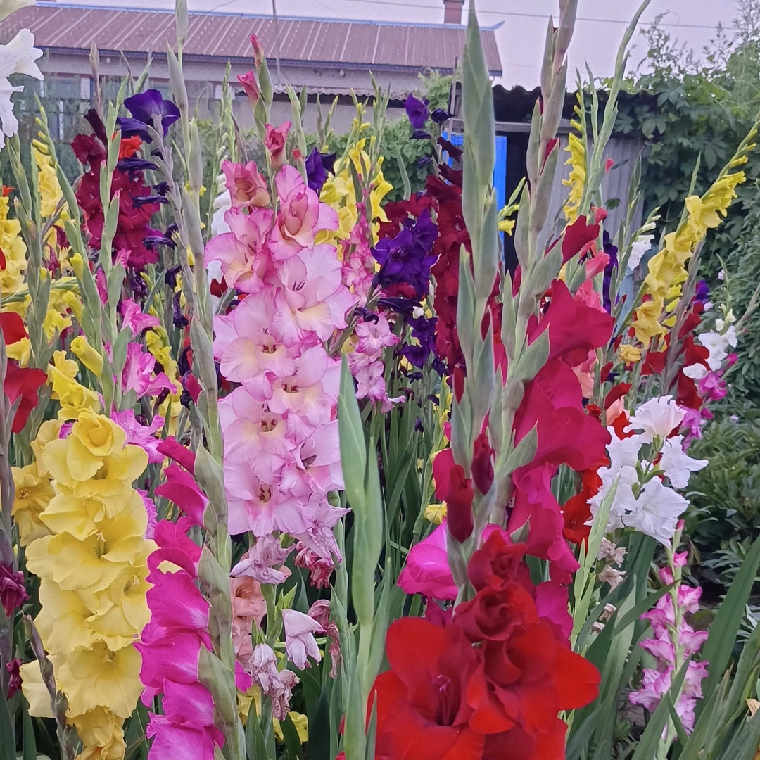 剑兰(唐菖蒲)花后球春季种植夏季开花