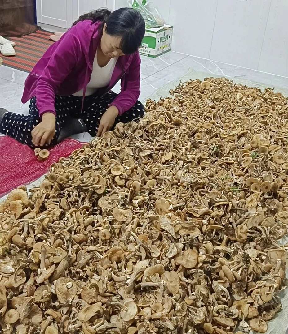 长白山特产榛蘑干货自然晾晒小鸡炖蘑菇(小碎蘑菇)