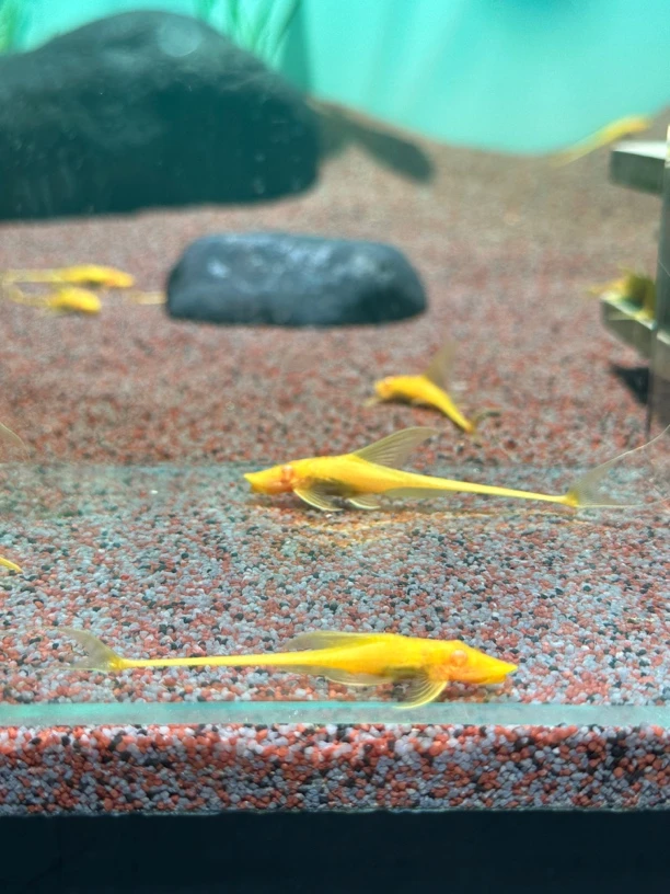 黄化直升机白子（8-10cm）一公一母