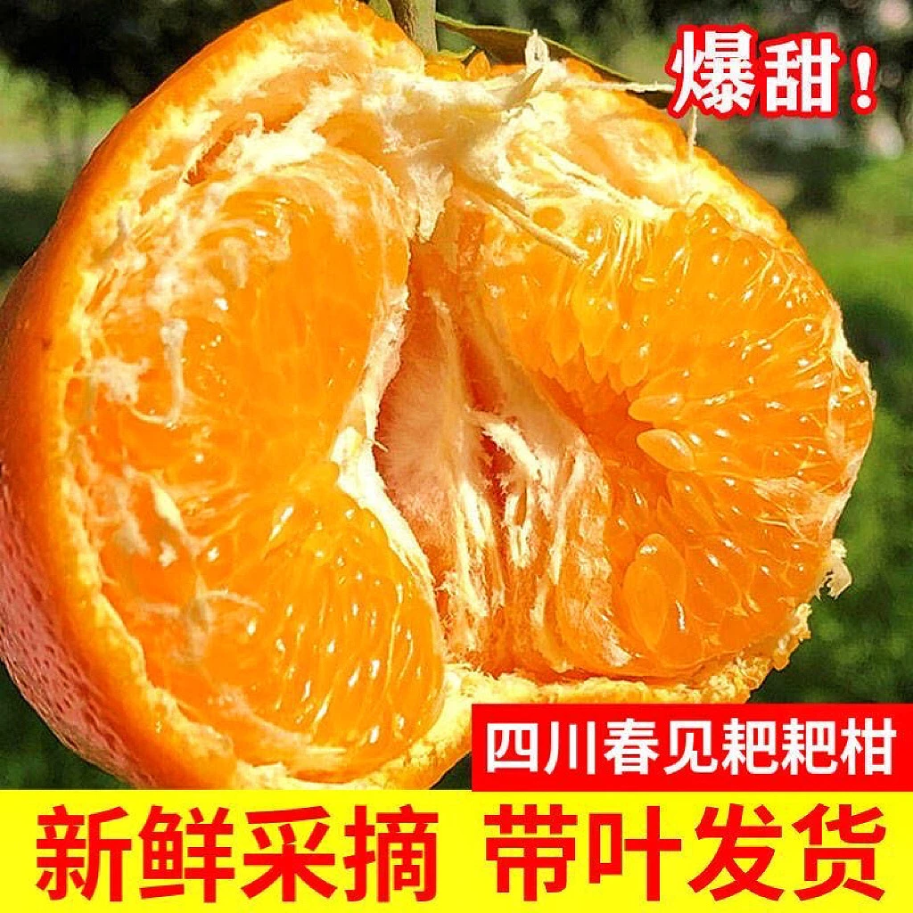 【坏果包赔】正宗四川春见粑粑柑3/5/8斤净重现摘现发果冻橙