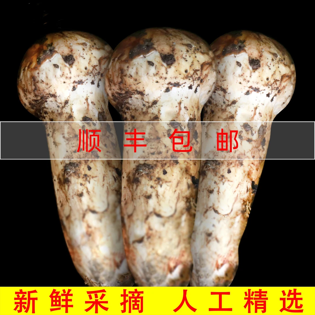 【空运直达】香格里拉新鲜现采松茸送礼中秋