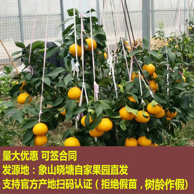 正宗象山红美人树柑橘苗爱媛28盆栽桔子苗甘平嫁接枝条原产地发货