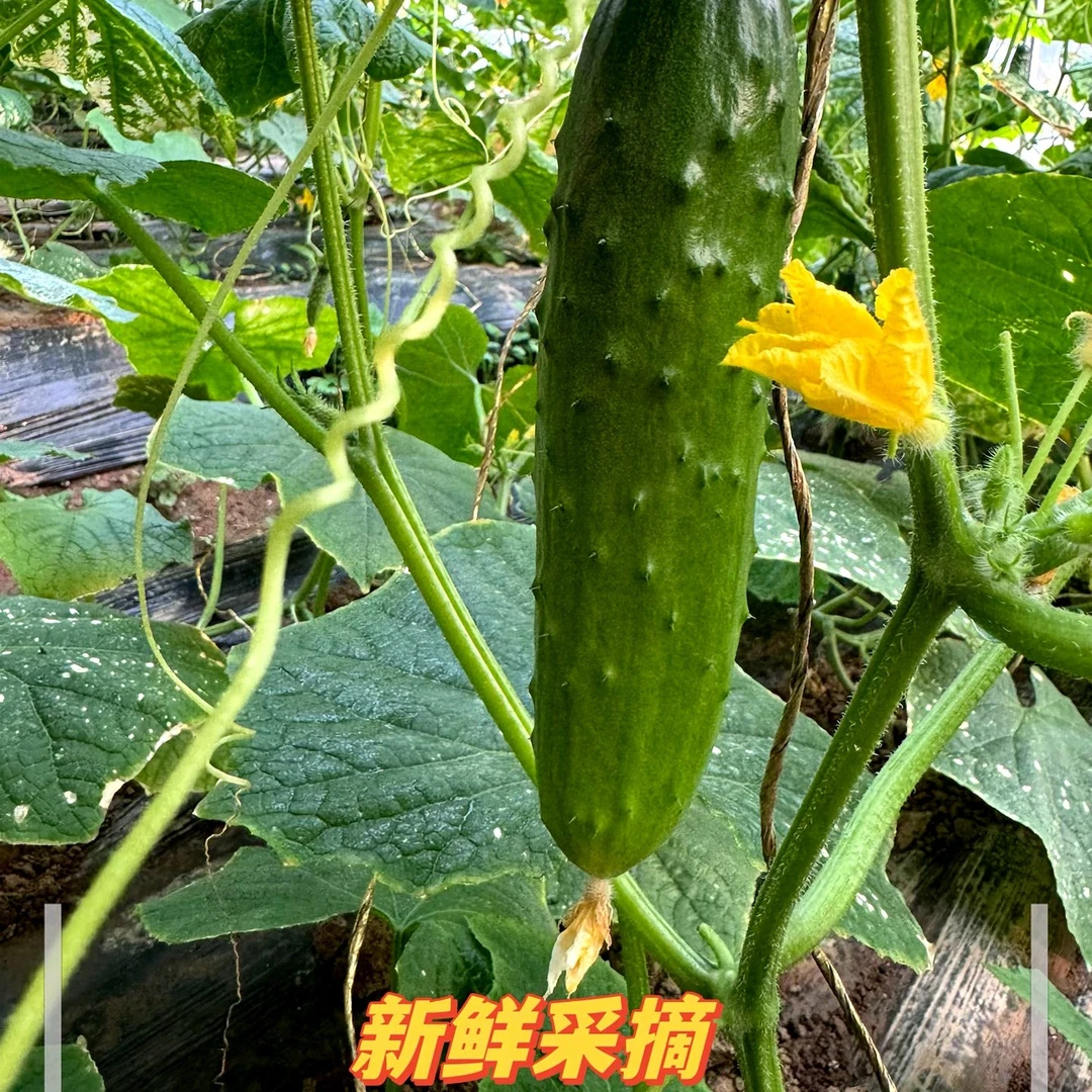 初心农场 蜜蜂授粉秋黄瓜  现摘现发