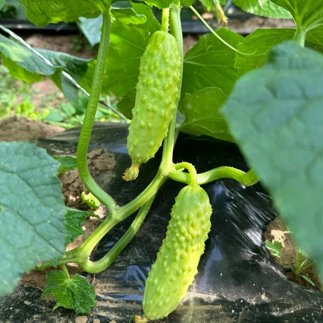北京平谷自产自销 雄蜂授粉 白玉黄瓜