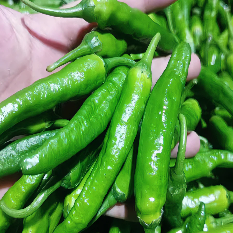 【顺丰包邮】樟树辣椒小青椒微辣中辣青椒皮薄肉厚新鲜辣椒农家种植