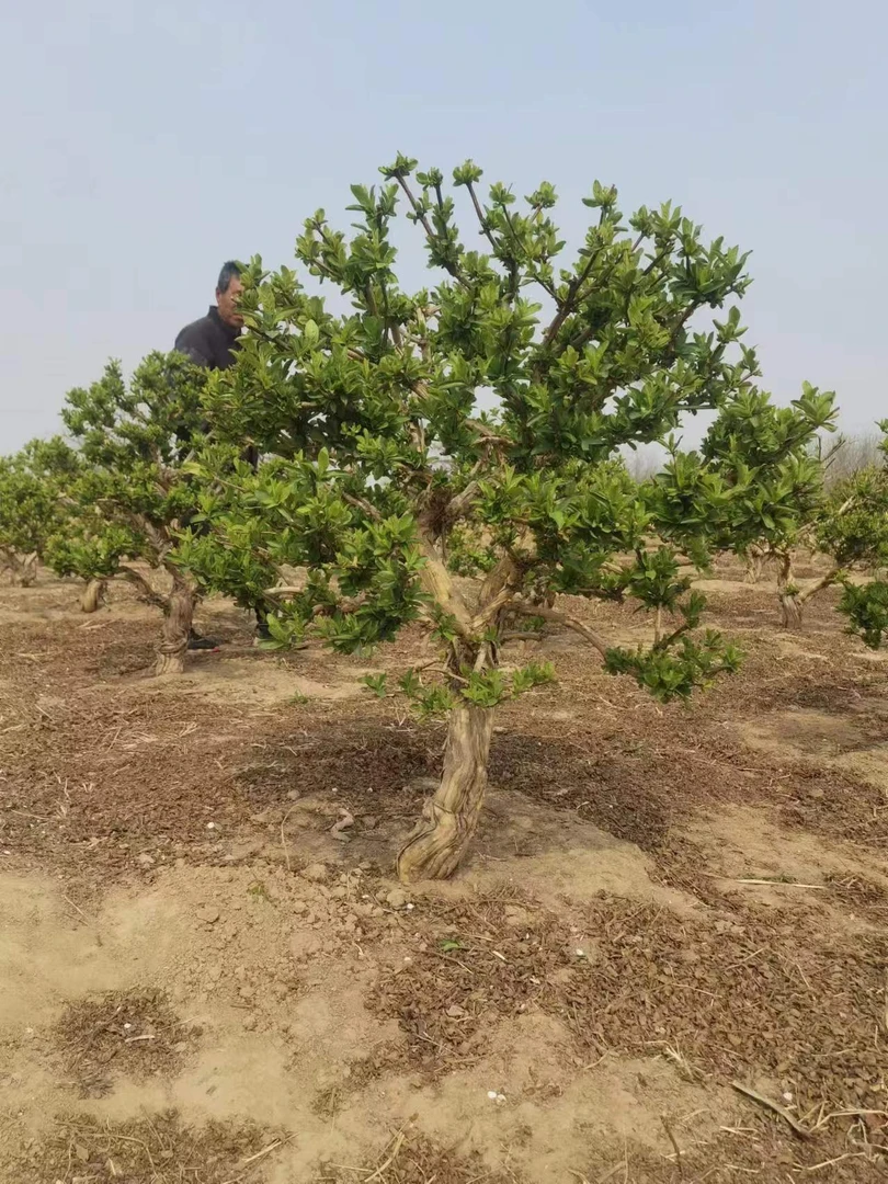 金银花造型老桩 庭院阳台装饰一物一拍耐寒