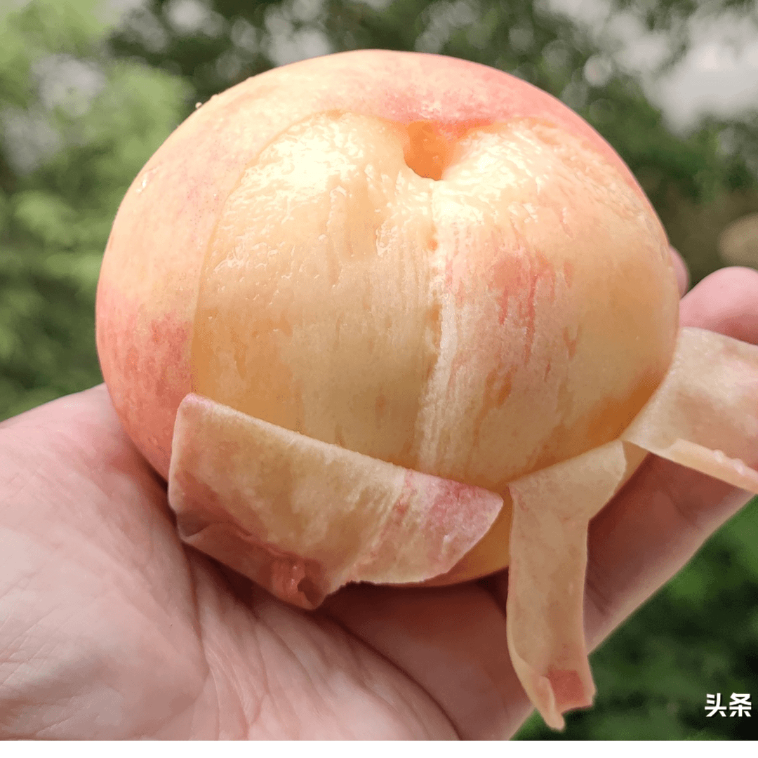 【特价组合】白凤桃10只+西州蜜瓜一只5.5斤左右