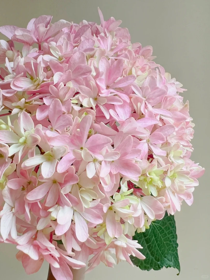 【蝴蝶绣球】云南鲜花基地直采直发鲜切花斗南绣球花高端绣球花包邮