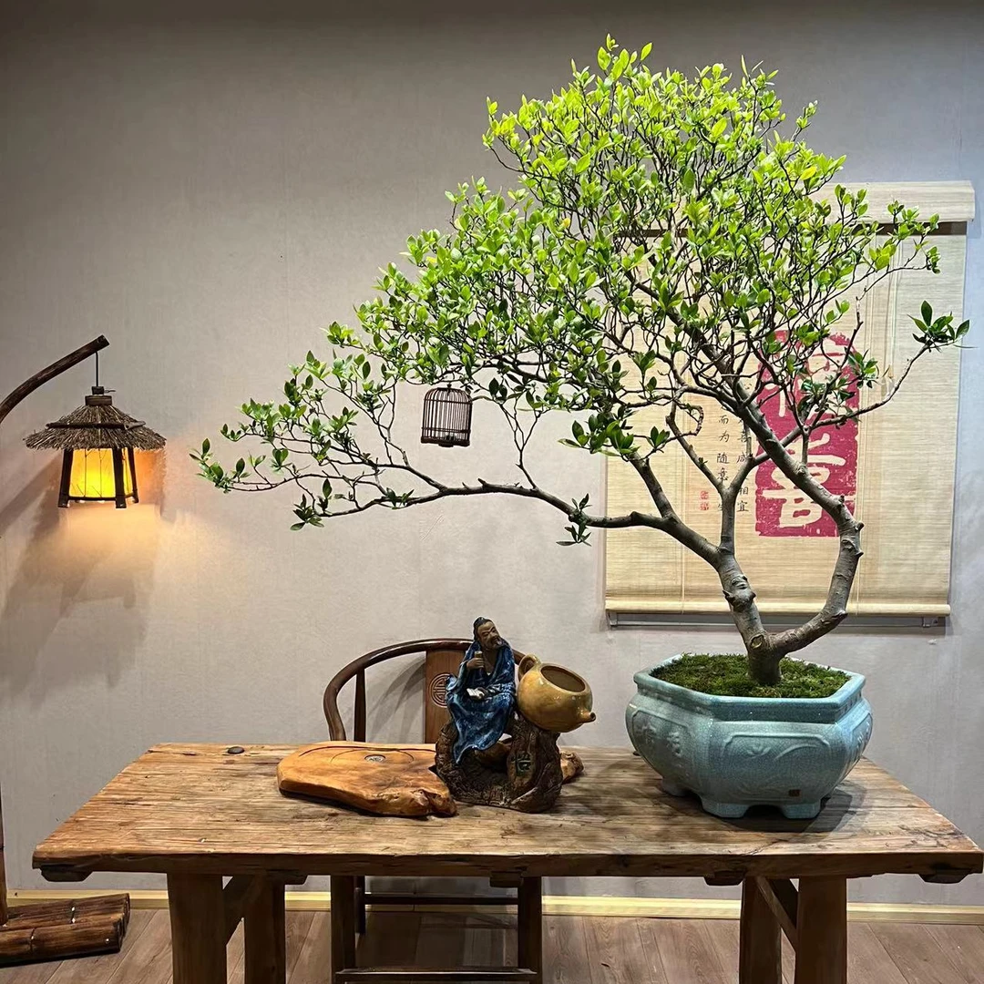 【春风园】海岛栀子花盆栽