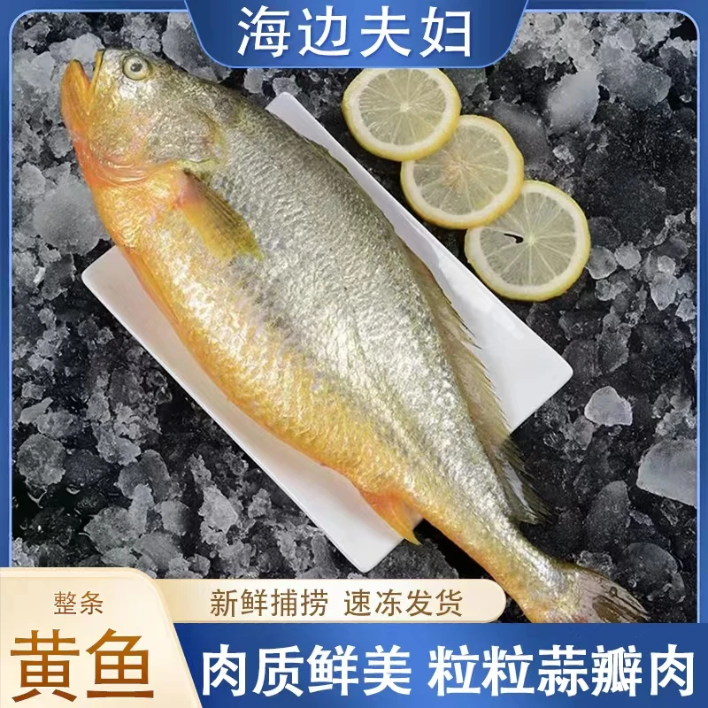 【海边夫妇】连云港发货 新鲜速冻整条黄鱼 美味海鲜  200克/条*7条