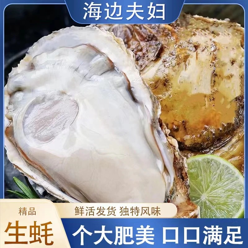当季生蚝 牡蛎 新鲜个大饱满 滋补美味 （4只左右/斤）5斤 送工具包