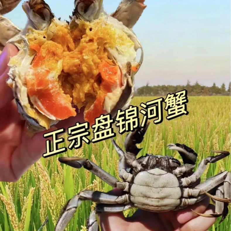 顺丰空运 全母 盘锦河蟹 1.6-1.3两 16只 到手不低于2.4斤