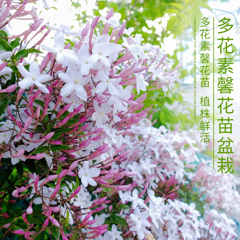 多花素馨盆栽花苗带香味阳台庭院植物花苗花卉绿爬藤植物四季开花