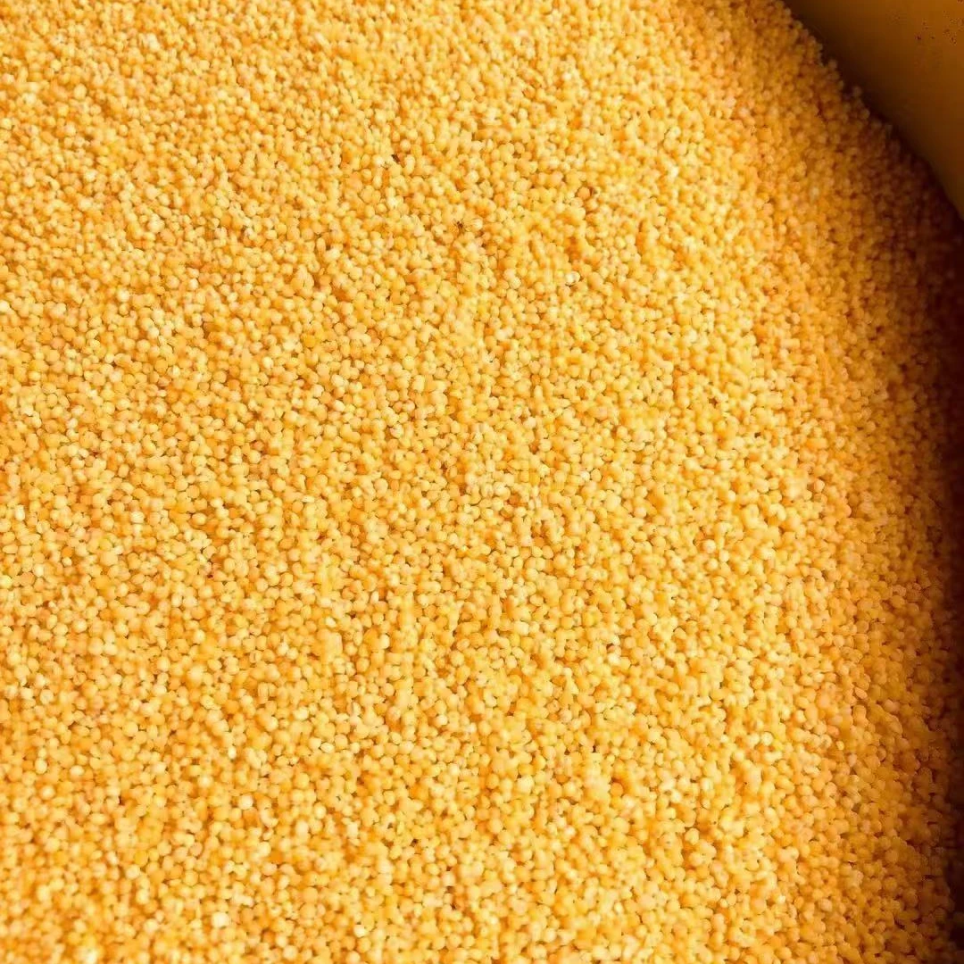 （小米）阿飞现收山货