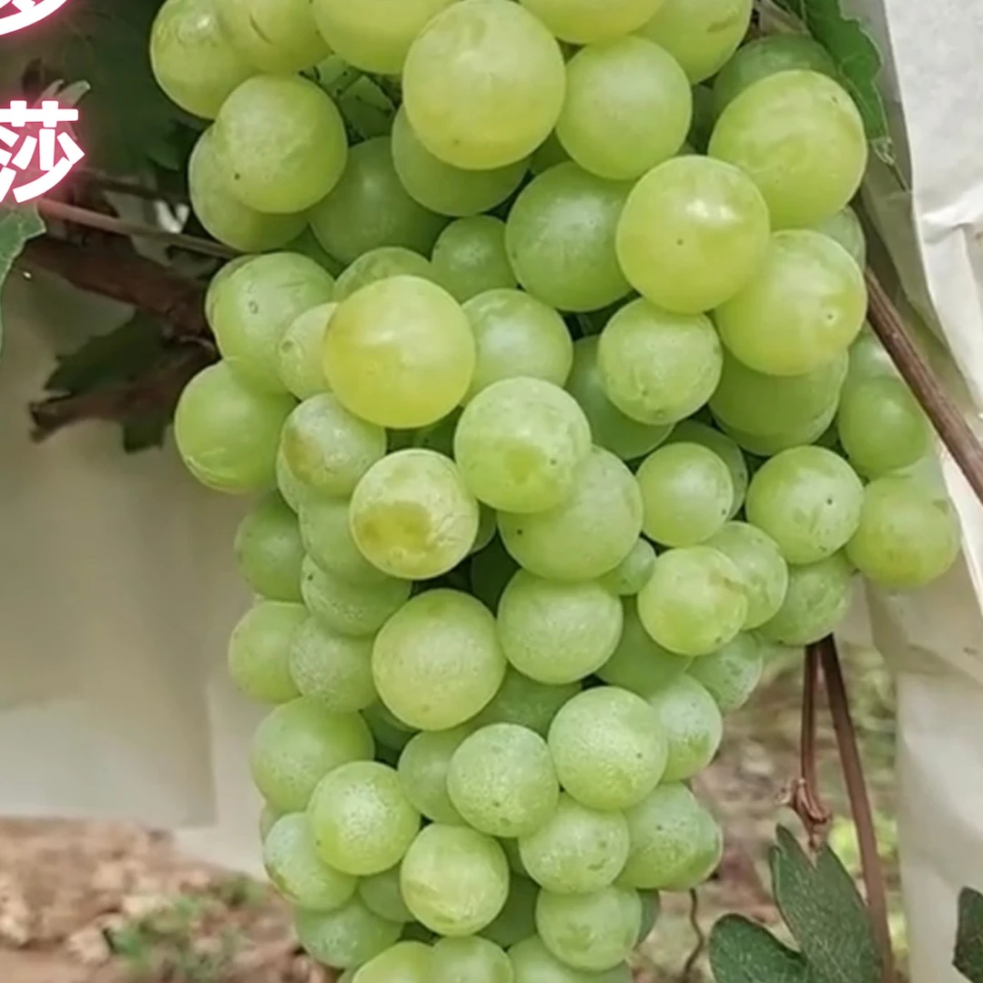 白罗莎 贝达嫁接苗 比昂扣