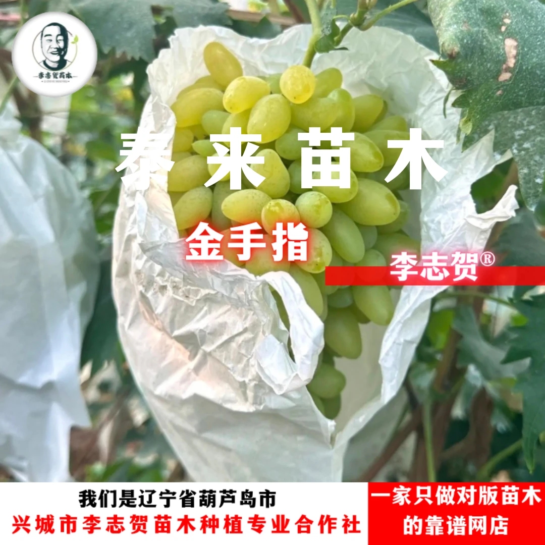 金手指嫁接苗  贝达砧木  泰来苗木