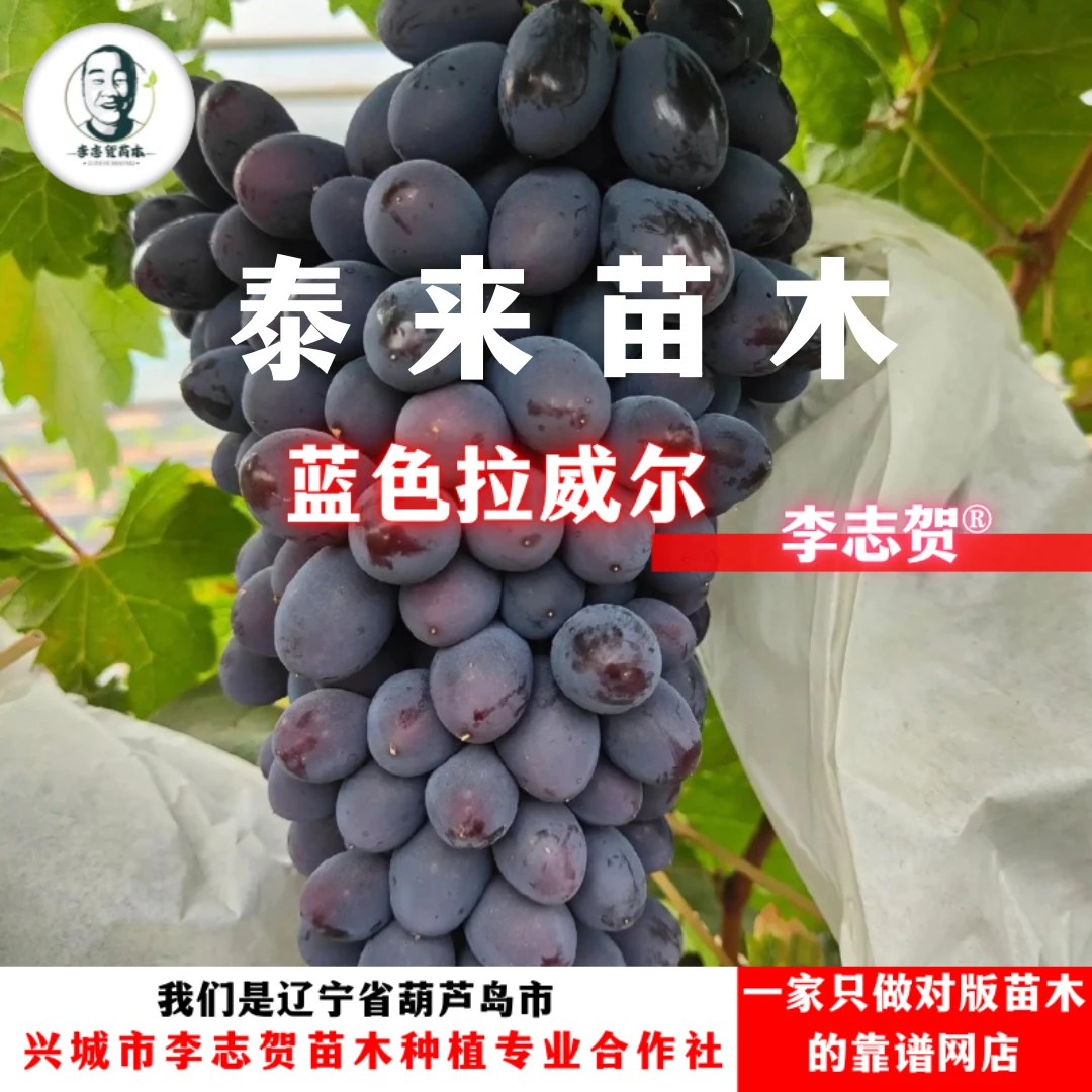蓝色拉威尔 贝达砧木嫁接苗 泰来苗木