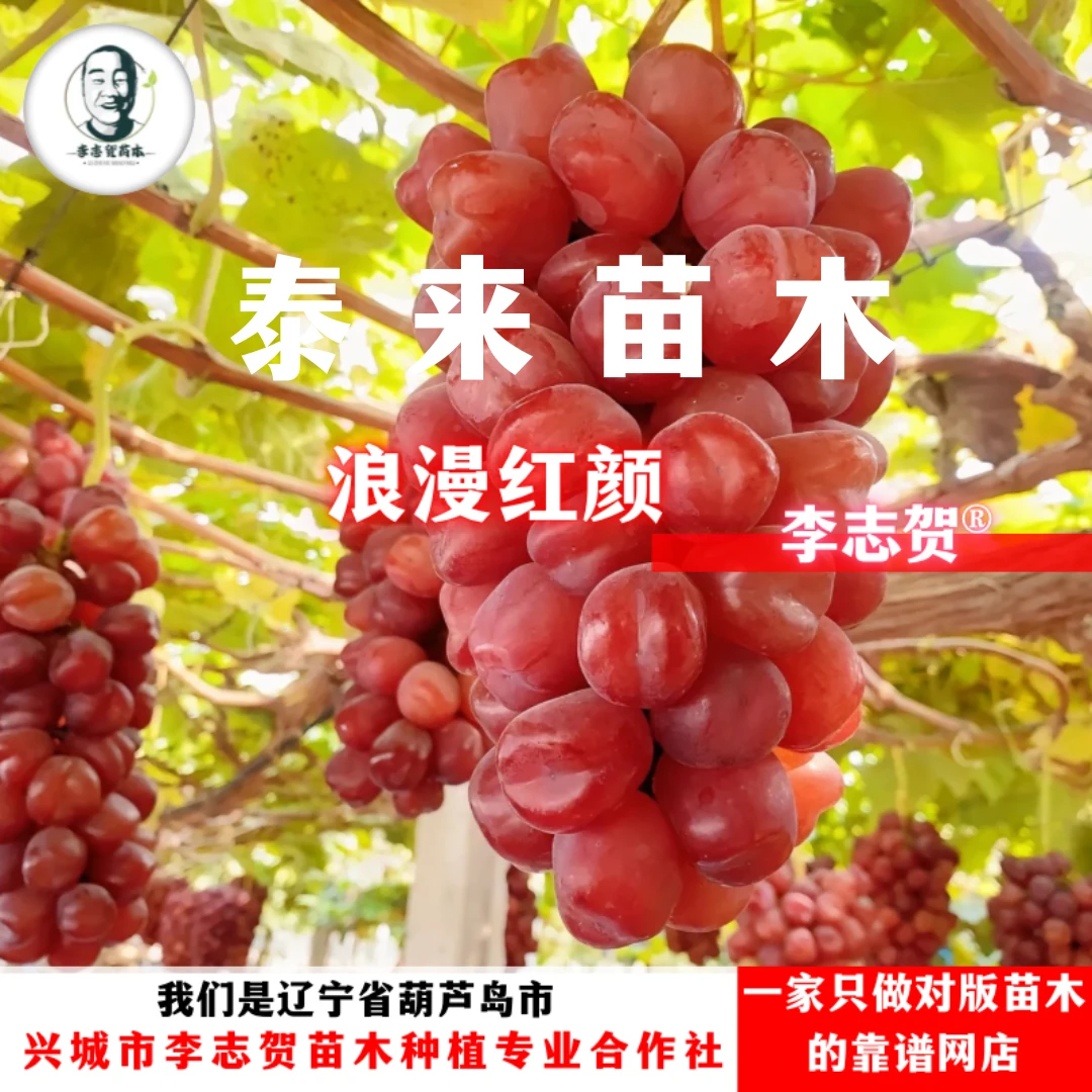 浪漫红颜贝达砧木嫁接苗 泰来苗木