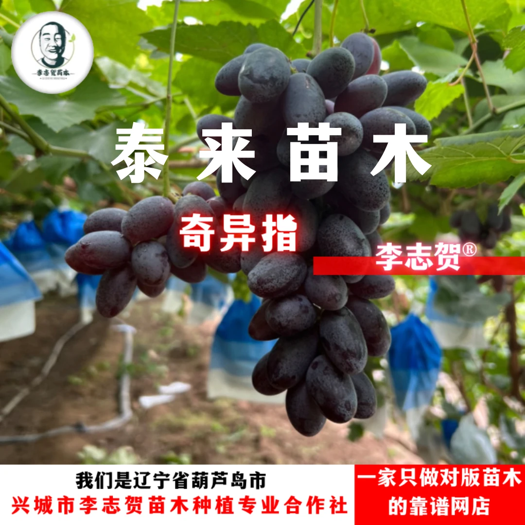 奇异指葡萄苗 夏黑砧木 泰来苗木李志贺苗木