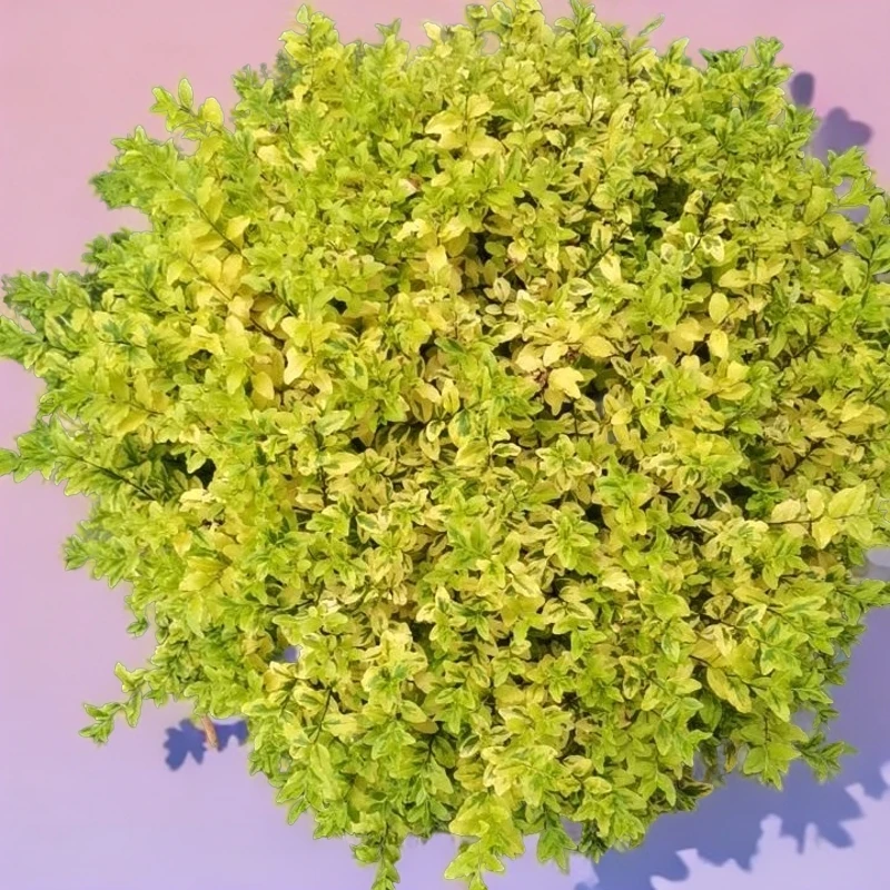 金叶亮晶花园花境植物耐热耐寒四季常青