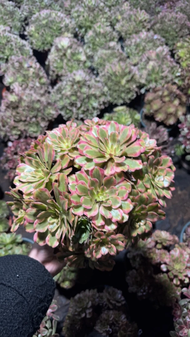 黄花梨多肉手捧老桩