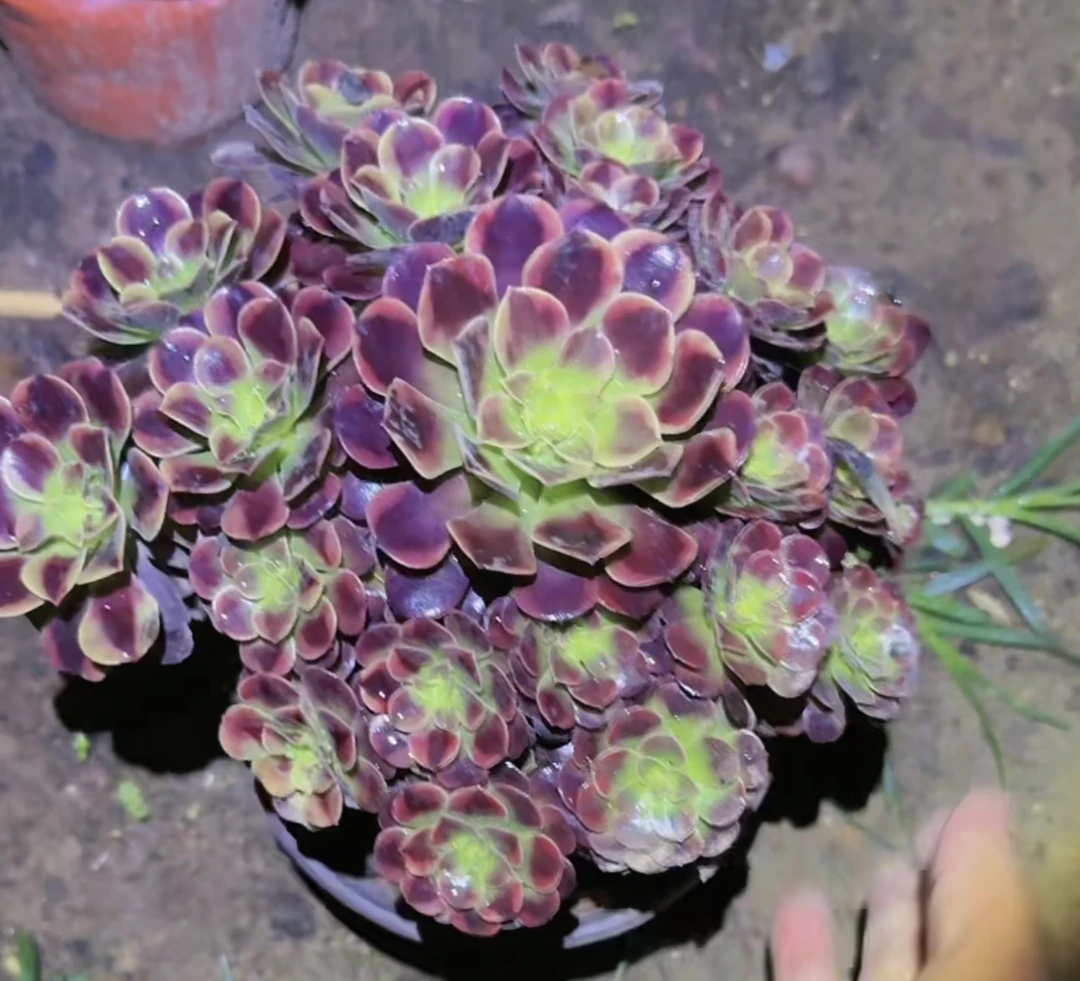 欧嘉莉 韶华精控法师多肉福利