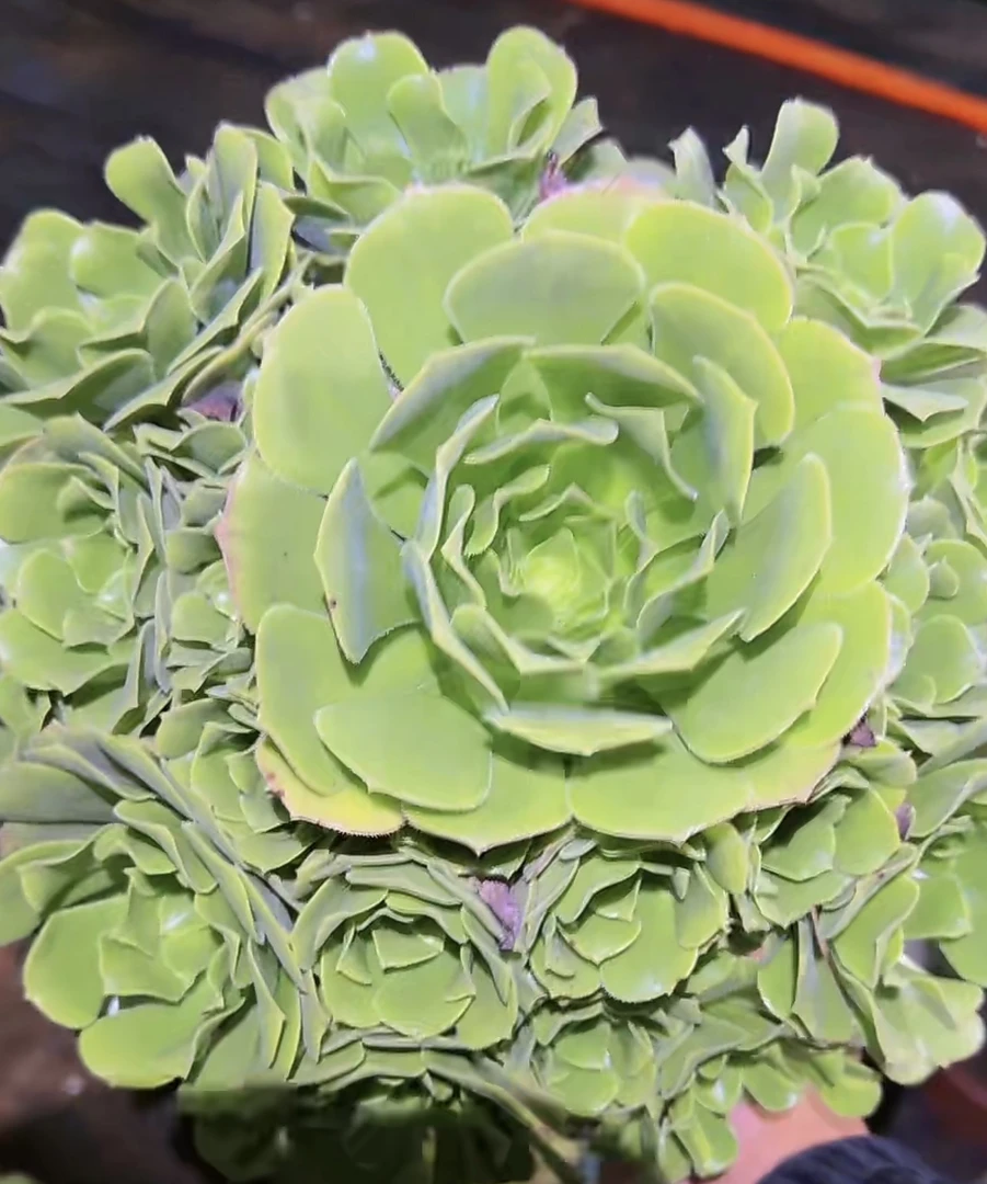 夜光杯法师多肉法师