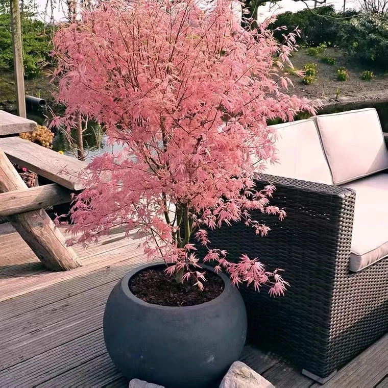 泰勒枫树日本红枫树苗槭树盆景盆栽庭院阳台花园正宗彩叶植物