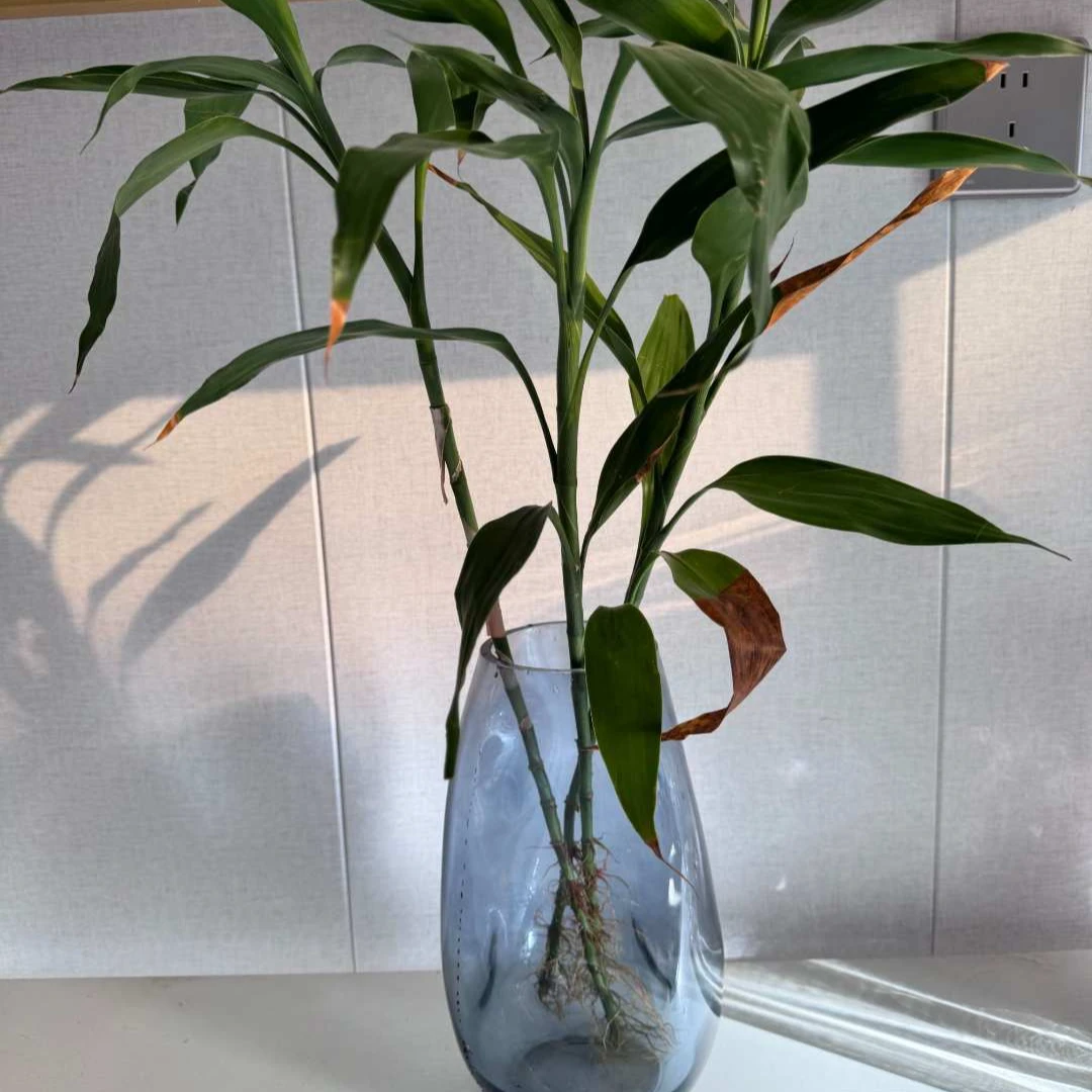 天堂鸟水培绿植室内盆栽客厅桌面观叶植物四季常青