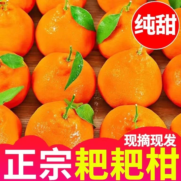 【当天采摘】四川正宗春见耙耙柑当季水果丑橘子柑橘桔子现摘现发