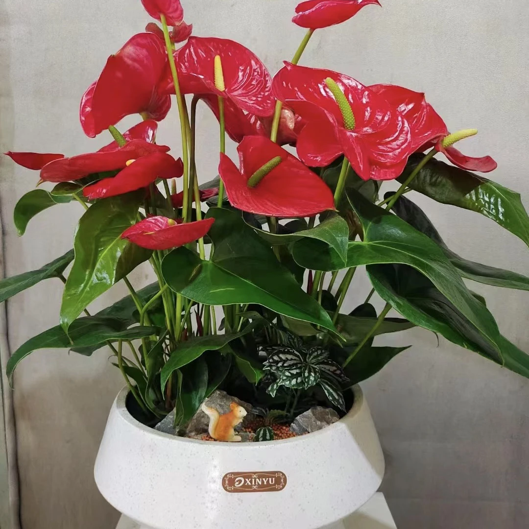 大叶红掌四季开花易养活