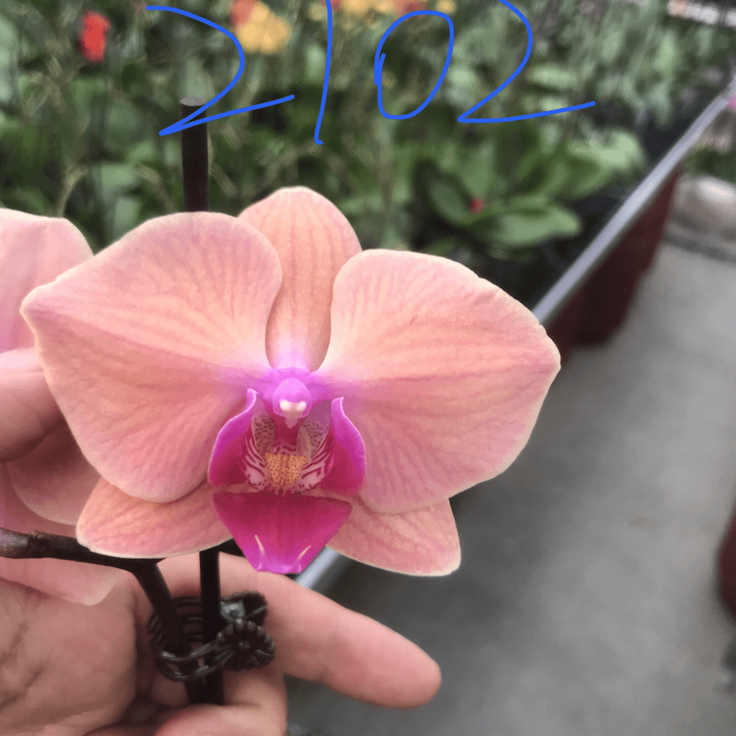 新超群系列新品【CH2102-苗苗】3.0寸杯蝴蝶兰，易长多花剑