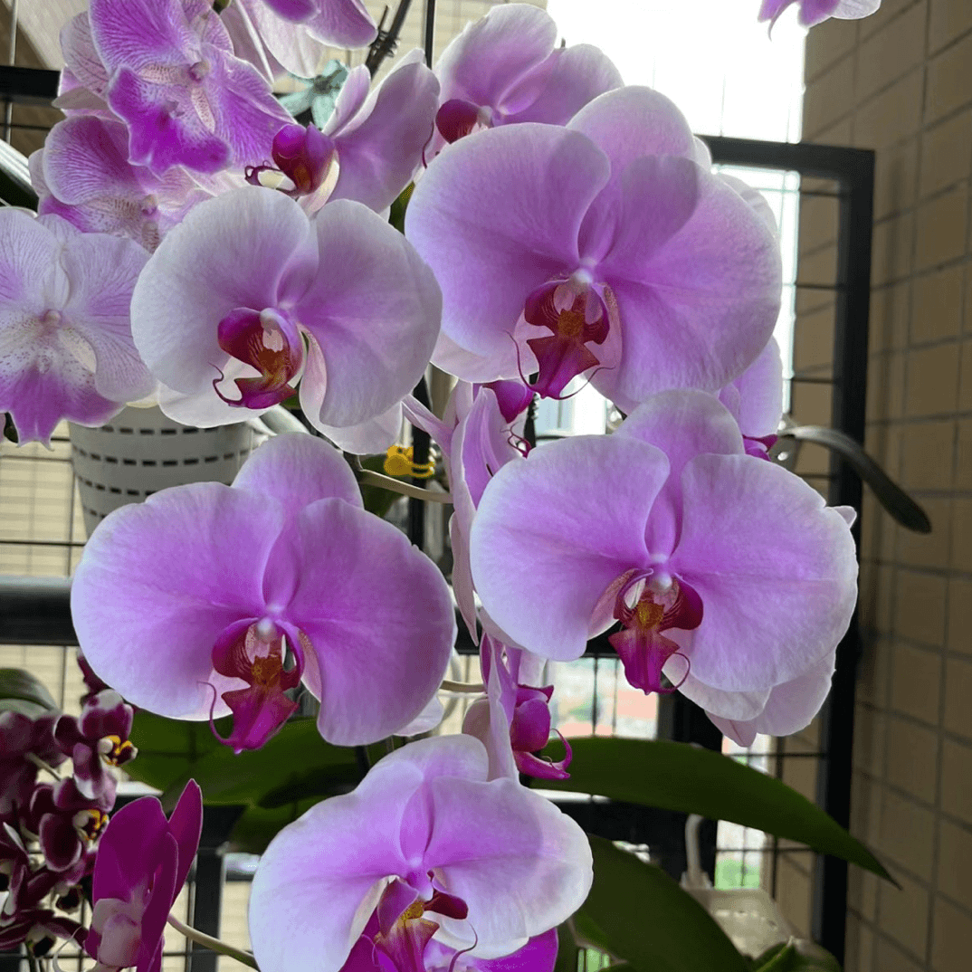【彩虹仙子-苗子】3.5寸蝴蝶大花型