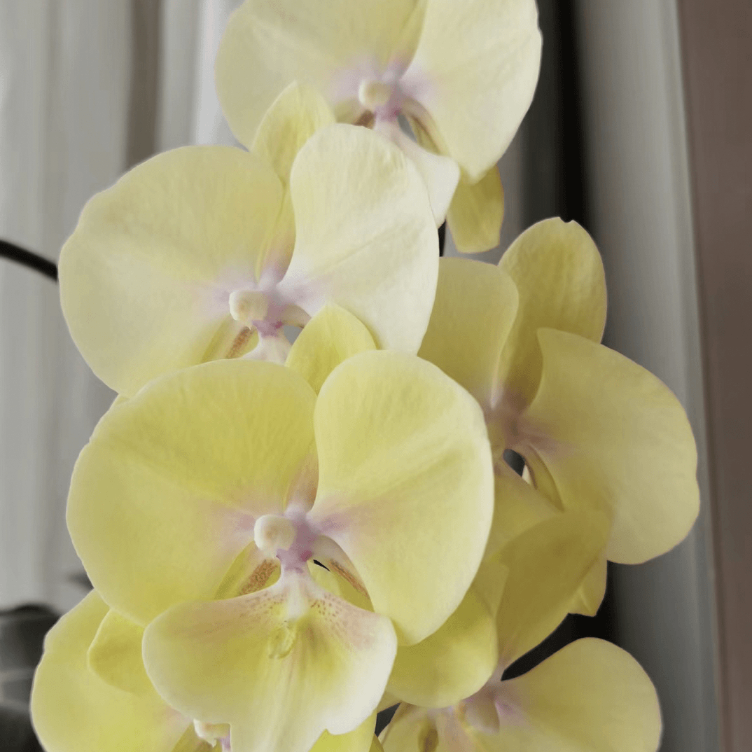 稀有品种花苗【大吉大利】2.8寸大舌头大花型蝴蝶兰
