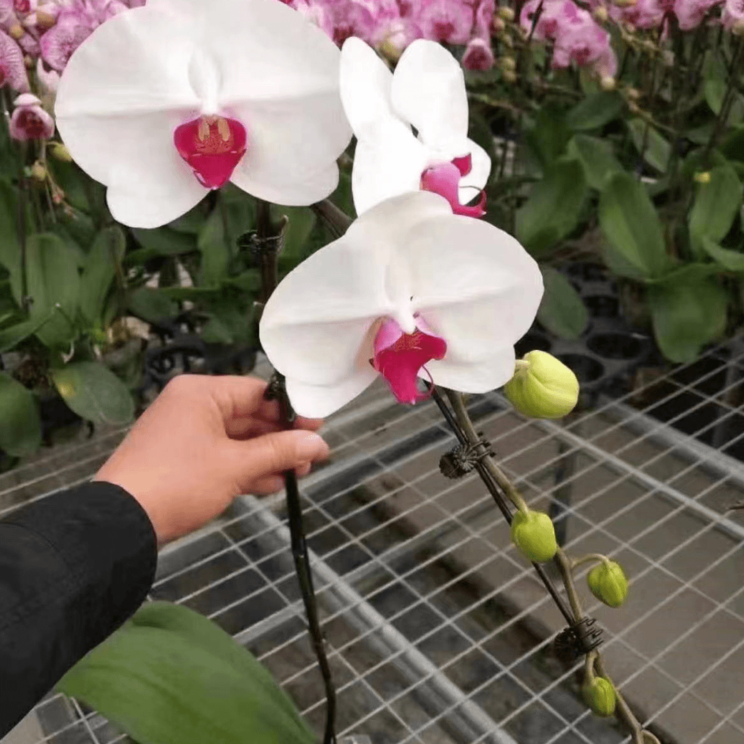 超群CH1365【白花红心】3.0寸加高杯稀有品大花型非常典雅的粉
