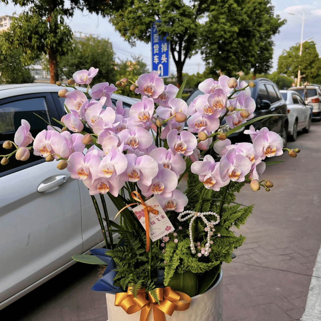 稀有品种【夜来香-苗苗】2.8寸杯中花蝴蝶兰室内养殖