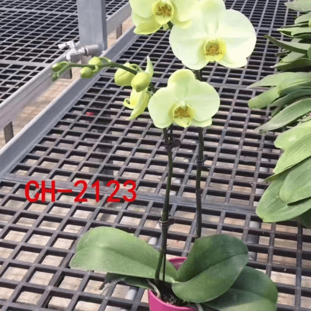 超群CH2123【绿色大花】3.0 寸加高杯绿色系大花蝴蝶兰