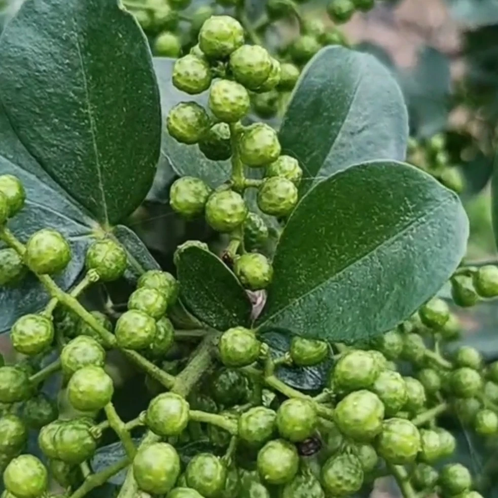 今年刚摘 鲜花椒