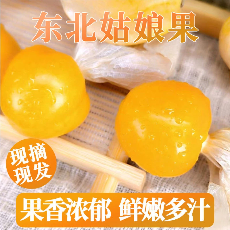 菇娘果薄皮小金豆灯笼果小笨姑娘果东北黑龙江特产洋菇娘新鲜水果