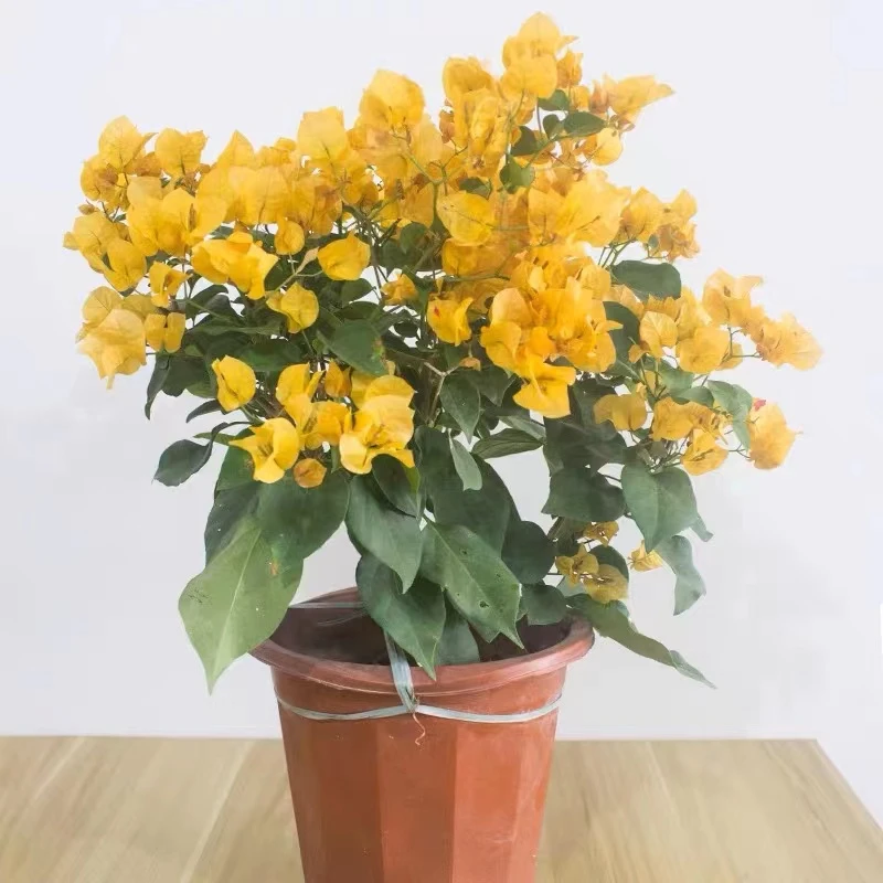 四季开花爬藤三角梅加州黄金