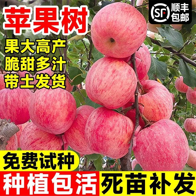 苹果树果苗嫁接红富士糖心苹果树苗庭院盆地栽四季耐寒南北方种植