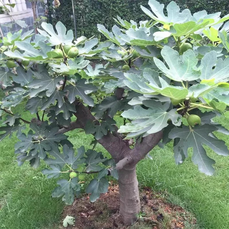 无花果树果苗盆栽地四季种植特大波姬红当年结果南北方无花果树苗