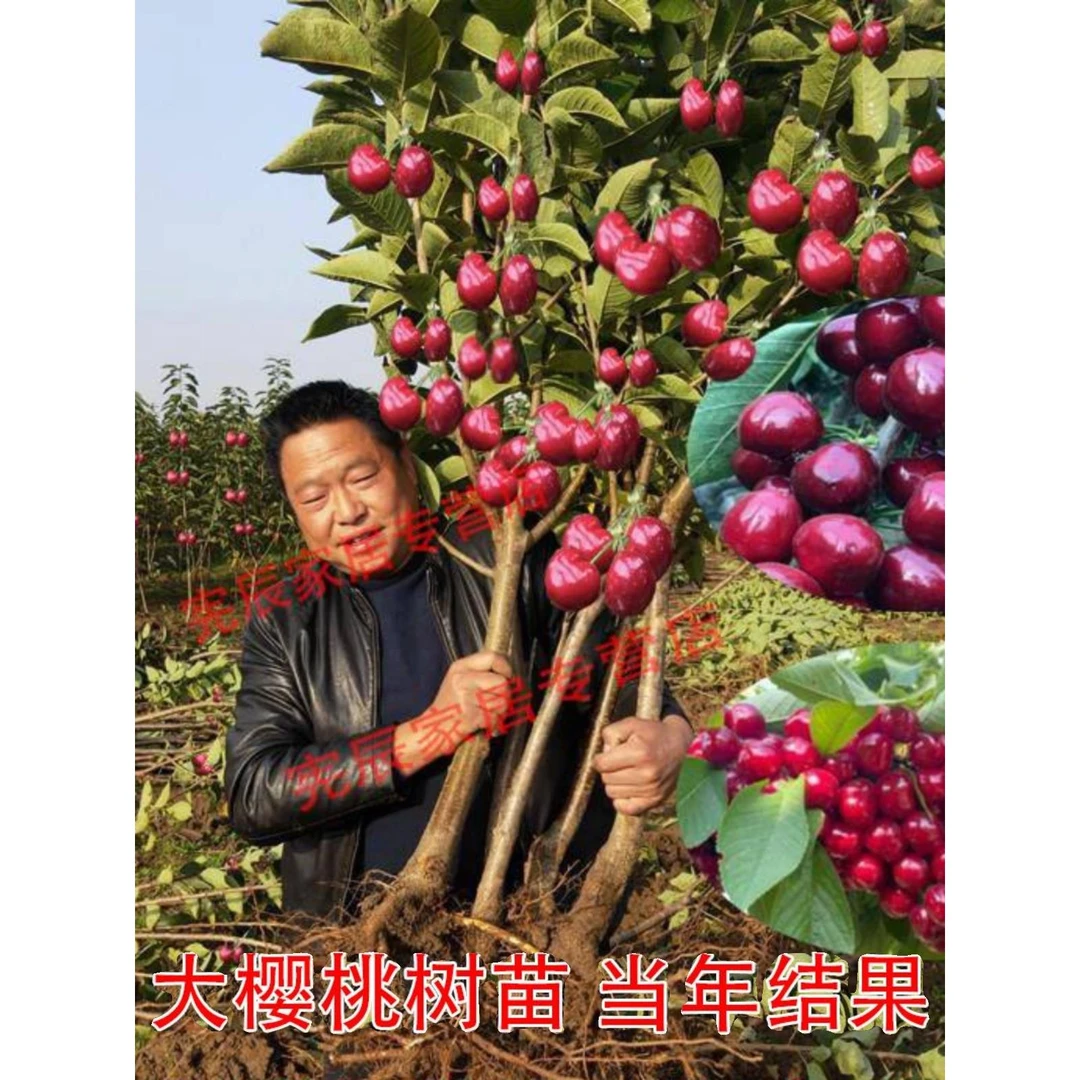 车厘子树苗樱桃树苖南方北方种植盆栽庭院果树矮化樱桃树大樱桃苗