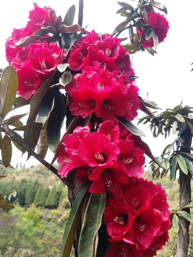 马缨花，露珠绣叶杜鹃大放漏duangduang裙