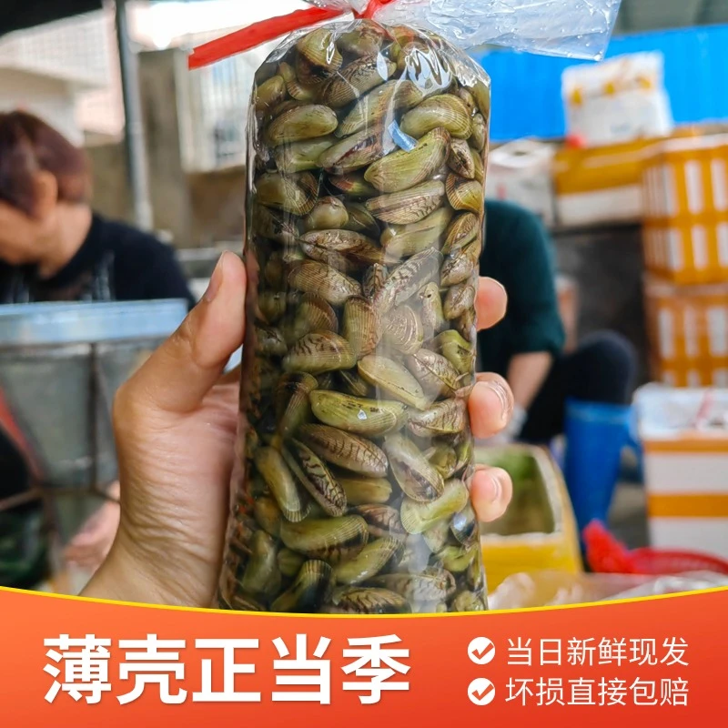 鲜活海瓜子潮汕福建新鲜捕捞顺丰包邮400g/袋食用薄壳