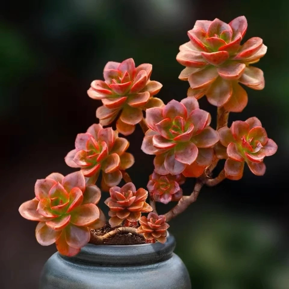 老桩红酒玫瑰巧克力   新手必备 绿多肉植物好看好养