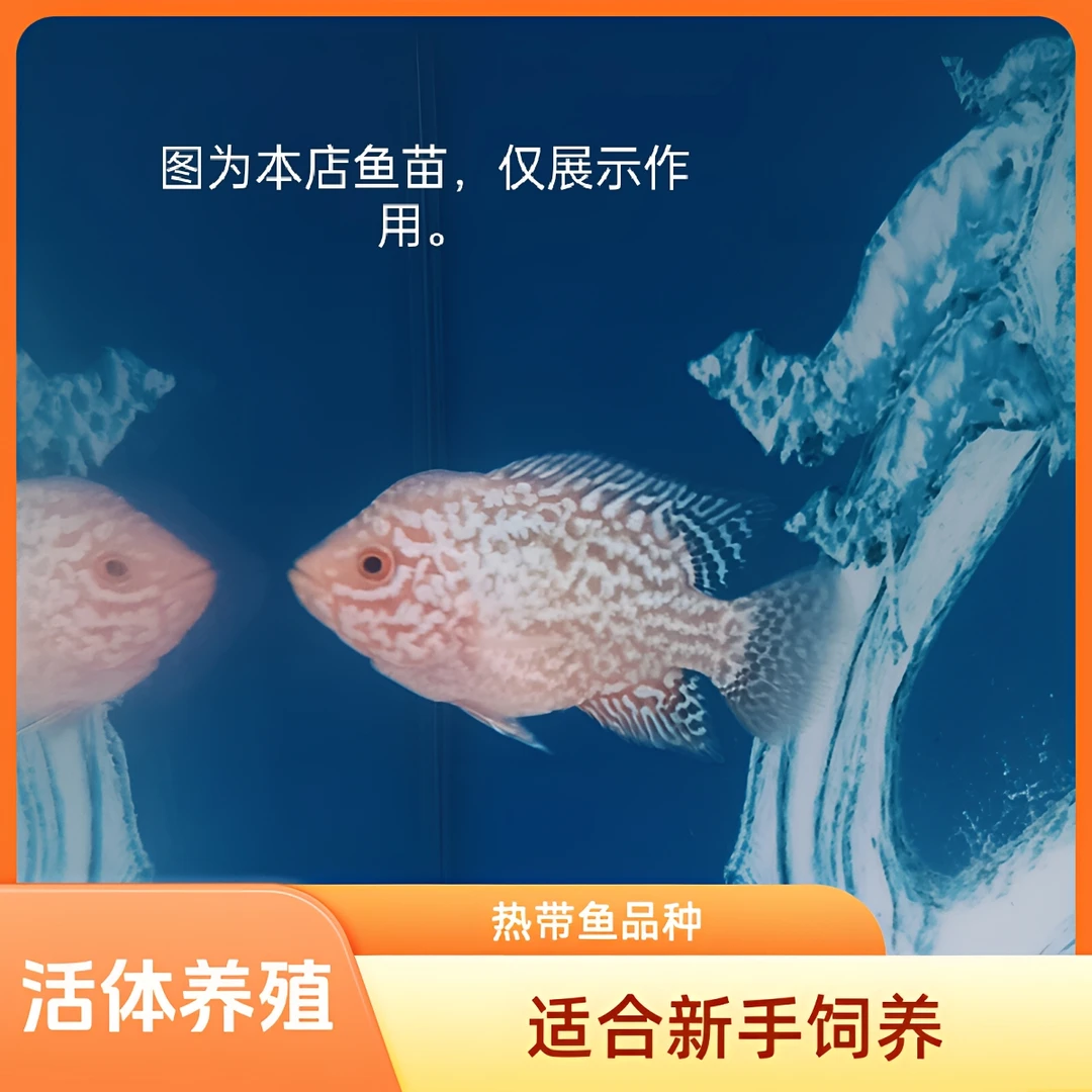 精品马来罗汉2—5CM大苗精品新手练手罗汉鱼苗饲养活体养殖