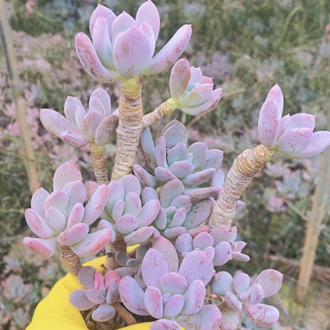 【闪购商品】灰姑娘