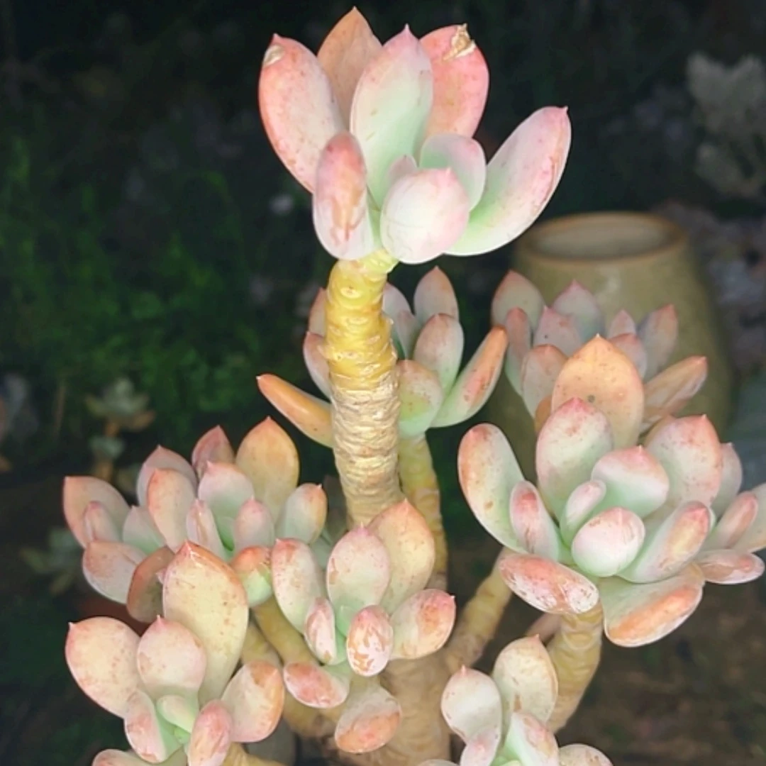 【闪购商品】灰姑娘老桩