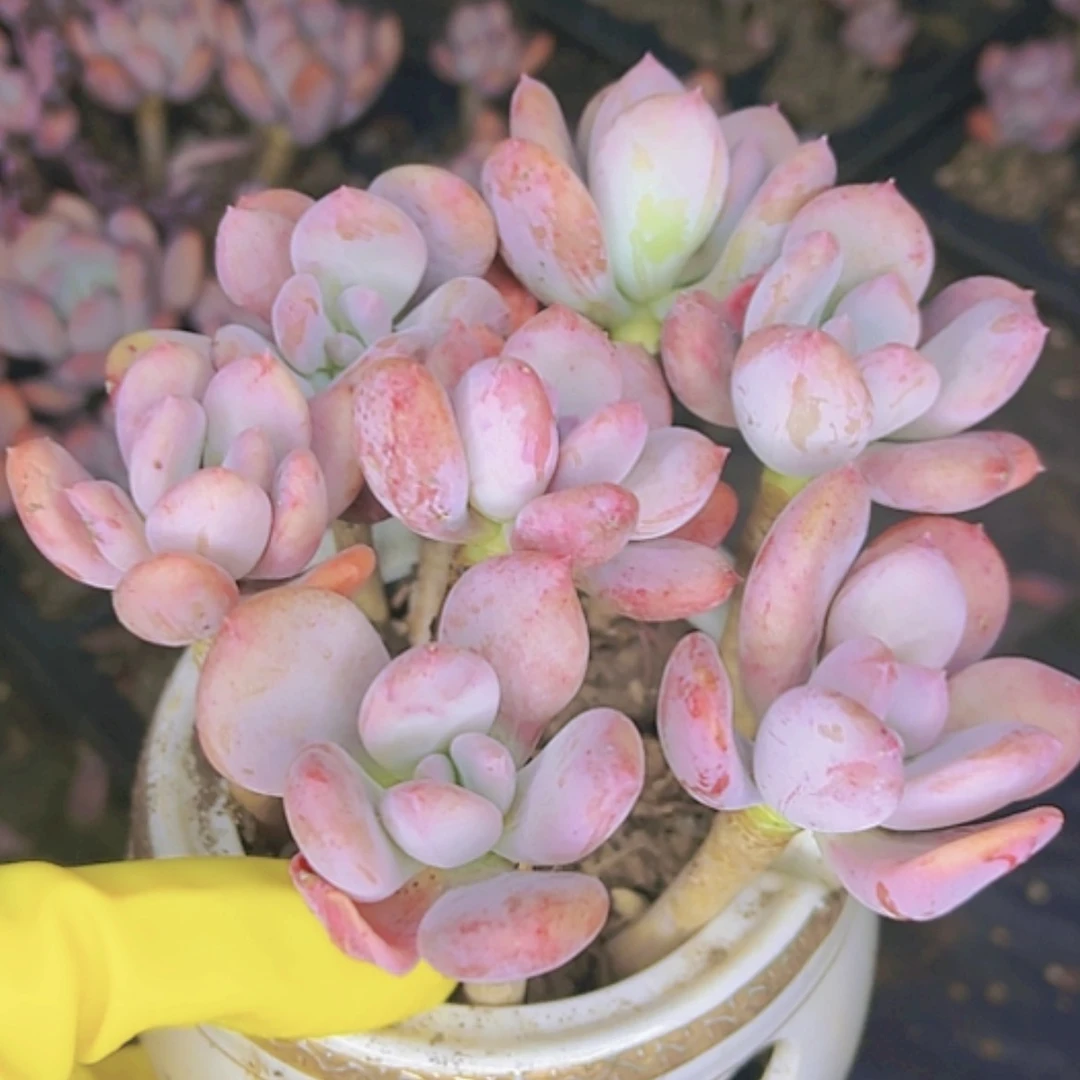 【闪购商品】单头灰姑娘老桩7个